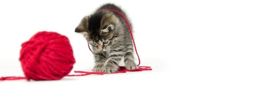 Cute Tabby Kitten With Yarn